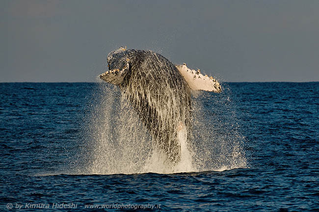 Breach of Humpback Whale